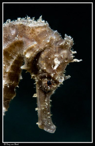 Finally first black seahorse for me in the Red Sea... by Dray Van Beeck 